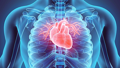 Drawing of human torso showing heart
